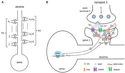 Underlying Mechanisms of Cooperativity, Input Specificity, and Associativity of Long-Term Potentiation Through a Positive Feedback of Local Protein Synthesis